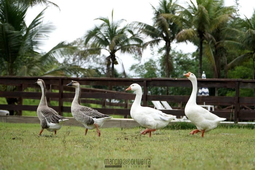 Fazenda Lagoa Azul シウヴァ・ジャルジン エクステリア 写真